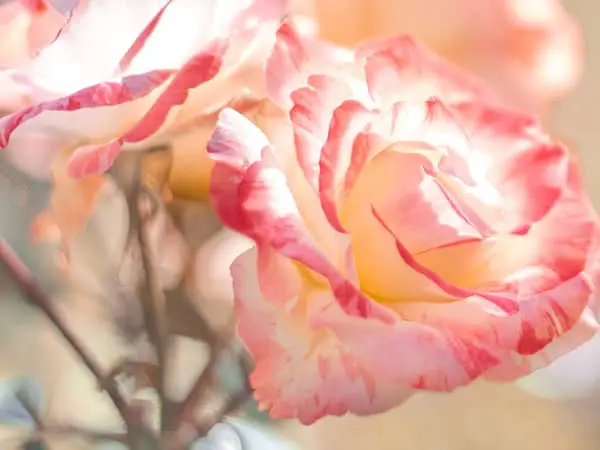 Close-up of soft pink and cream variegated rose petals blooming in natural light