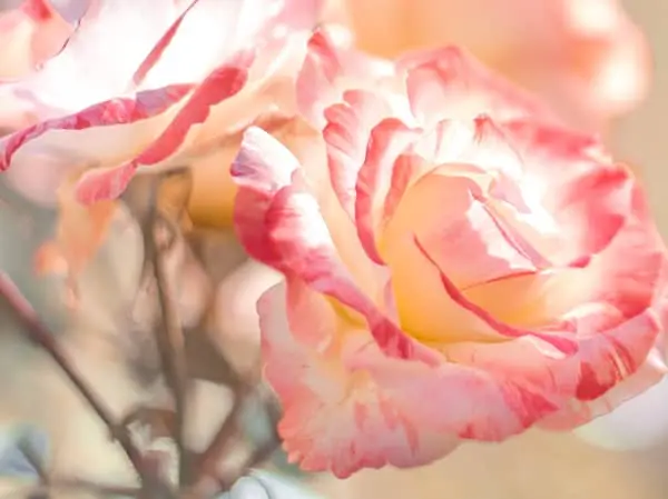 Close-up macro photo of soft pink and white rose petals in warm daylight